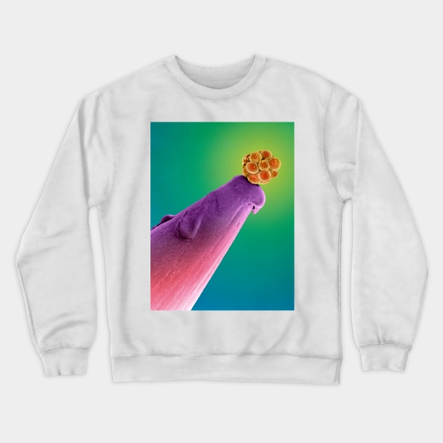 16-cell human embryo on a pin, SEM (P680/0396) Crewneck Sweatshirt by SciencePhoto